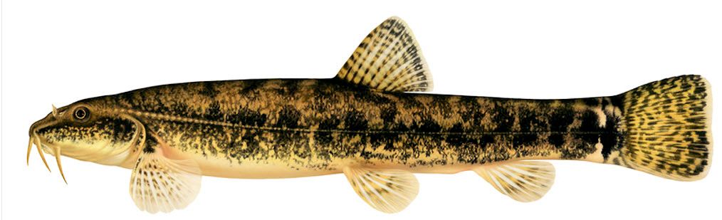 Barbatula barbatula_02.jpg